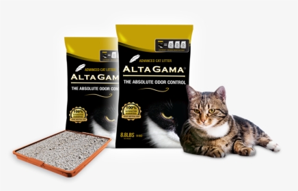 Transparent Litter Png - Domestic Short-haired Cat, Png Download, Transparent PNG
