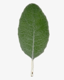 Plant Leaf Texture Front View By Hhh316 - Common Sage, HD Png Download, Transparent PNG