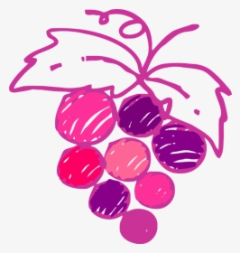Wine Common Grape Vine Drawing Varietal - Grape Vines Drawing, HD Png Download, Transparent PNG
