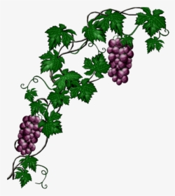 #mq #blue #grape #grapes #vine #vines - Grape Vine Png, Transparent Png, Transparent PNG