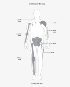 Blank Diagram Immune System, HD Png Download, Transparent PNG