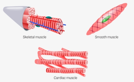 Cardiac Muscle Tissue Organ, HD Png Download, Transparent PNG