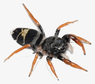 Spider Png Image Download - Biting Flying Ants, Transparent Png, Transparent PNG