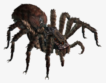 Giant Spider Dnd 5e, HD Png Download, Transparent PNG