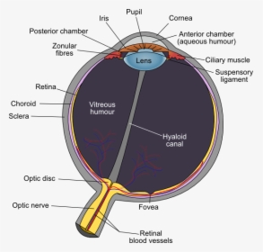 Eye Diagram Optic Disc, HD Png Download, Transparent PNG