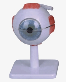 3 Times Enlarged,plastic Human Eye Anatomy Model - Plush, HD Png Download, Transparent PNG