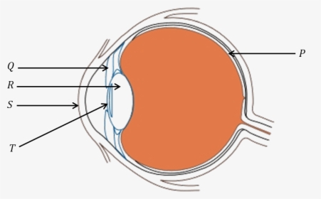 Diagram Of Human Eye - Science Questions About Eye, HD Png Download, Transparent PNG