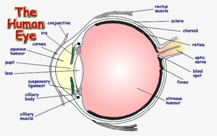 Labelled Diagram Of Human Eye , Png Download - Label A Human Eye, Transparent Png, Transparent PNG