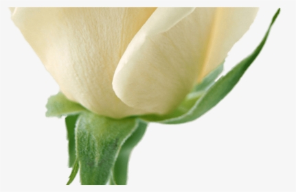 White Flower Garland For Free Download On Mbtskoudsalg - Flowers, HD Png Download, Transparent PNG