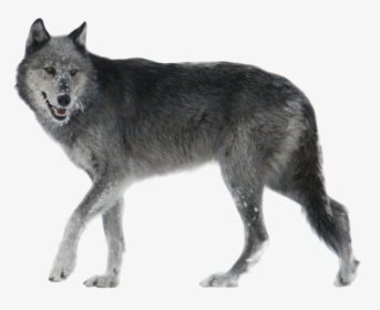 Wolf Png Transparent Background - Grey Wolf Png, Png Download, Transparent PNG