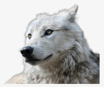 Wolf, Transparent, Animal, Nature, Animal World, Risk - Wolf Transparent, HD Png Download, Transparent PNG