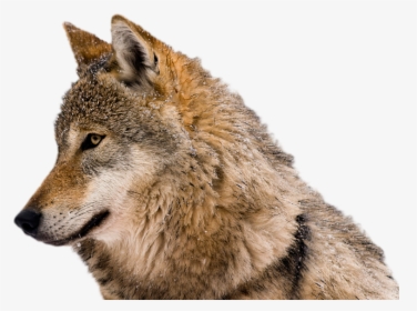 Wolf Picture No Background, HD Png Download, Transparent PNG