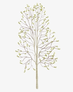 Transparent Tree Of Life Vector Png - Plants, Png Download, Transparent PNG