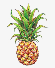 Tumblr Pineapple Png - Pineapple Drawing, Transparent Png, Transparent PNG