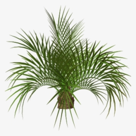 Palm Tree Plan Png - Flower Tree Png Hd, Transparent Png, Transparent PNG