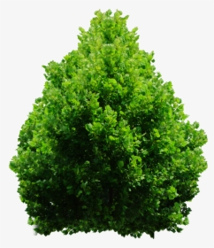 Tree Shrub Png, Transparent Png, Transparent PNG