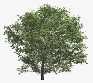 Bush Texture Png Download - Oak Tree Stock, Transparent Png, Transparent PNG