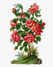 Bushes Clipart Rose Bush - Rose Flower Plant Clipart, HD Png Download, Transparent PNG