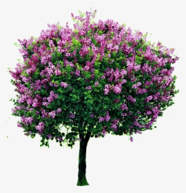 Flowers Tree Png, Transparent Png, Transparent PNG