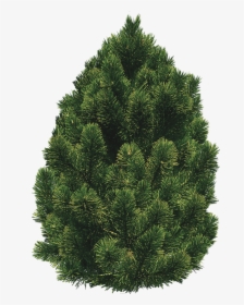 Tree Bush Png - Pinon Pine Transparent, Png Download, Transparent PNG