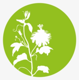 Viscum Album L - Andrographis Paniculata Icon, HD Png Download, Transparent PNG