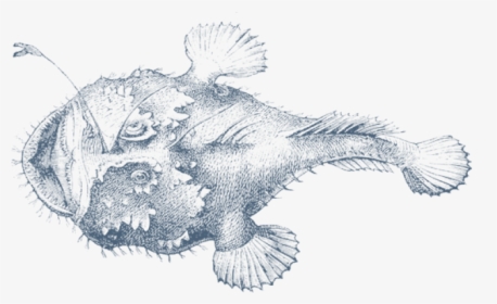 Png Free Anglerfish Drawing - Angler, Transparent Png, Transparent PNG