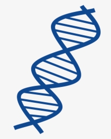 Thin And Blue Dna Transparent Image - Dna Clipart Png, Png Download, Transparent PNG