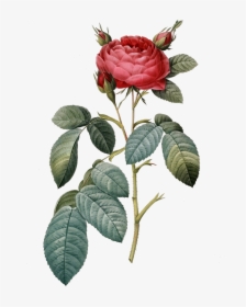 Rose Clipart Botanical - Vintage Flower Png, Transparent Png, Transparent PNG