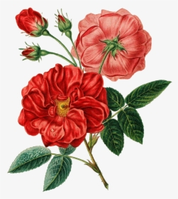 Red Flower Illustration Png, Transparent Png, Transparent PNG