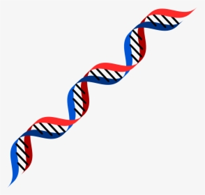 Red And Blue Dna, HD Png Download, Transparent PNG