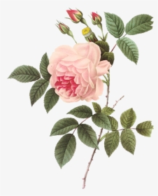 Vintage Rose Botanical Illustration - Pierre Joseph Redoute Roses Png, Transparent Png, Transparent PNG