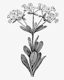 Botanical Illustration Botany Illustration - Botanical Illustrations Black And White, HD Png Download, Transparent PNG