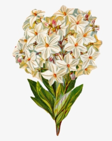 Clip Art Antique Images Free Hydrangea - Botanical Illustration Vintage Flowers Png, Transparent Png, Transparent PNG