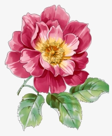 Transparent Botanical Clipart - Paintings Of Flower Peony, HD Png Download, Transparent PNG