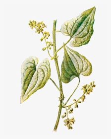 Free Botanical Graphic Plant - Vintage Botanical Illustrations Png, Transparent Png, Transparent PNG