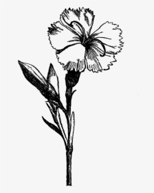 Flower Drawing Visual Arts Black And White - Black And White Flower Png, Transparent Png, Transparent PNG