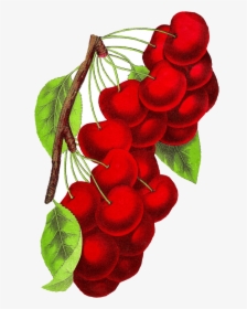 Cherry Antique Images Royalty Free Vintage Botanical - Vintage Cherry Png, Transparent Png, Transparent PNG