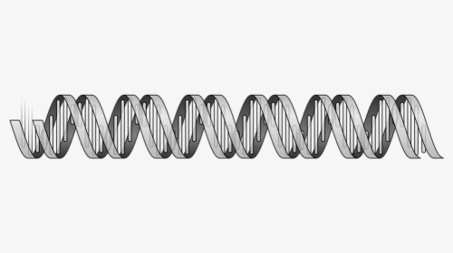 Dna, Double Helix, Genome, Human, Biology, Life - Dna Double Helix Free, HD Png Download, Transparent PNG