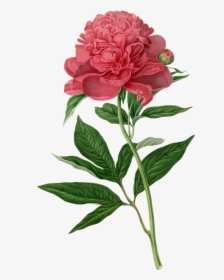 Peony Botanical Illustration Botany Printmaking Printing - Botanical Flower Illustration Peony, HD Png Download, Transparent PNG