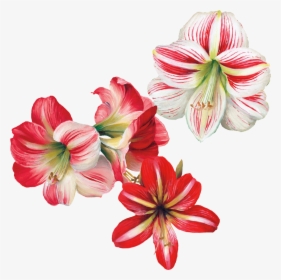 Flower Painting Transparent, HD Png Download, Transparent PNG