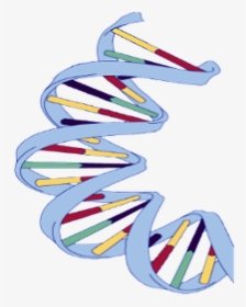 Dna Structure Clipart Wikipedia - Dna Strand Of Banana, HD Png Download, Transparent PNG