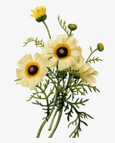 Common Daisy Botanical - Flower Botanical Illustrations Png, Transparent Png, Transparent PNG