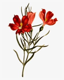 Clipart Botanical Illustration, HD Png Download, Transparent PNG