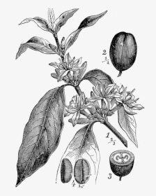 - Coffee Plant Botanical Drawing , Png Download - Botanical Coffee Plant, Transparent Png, Transparent PNG