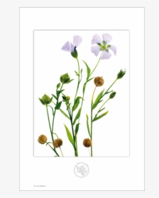 Picture Of Linen Aboca Botanical Art Flower - Linen Botanical Art, HD Png Download, Transparent PNG
