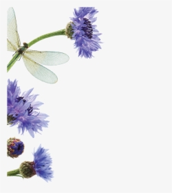 Cornglower Edito Upper Left - Passion Flower, HD Png Download, Transparent PNG
