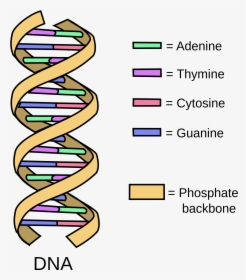 Clipart Definition Research Paper - Dna Adenine Thymine Guanine Cytosine, HD Png Download, Transparent PNG