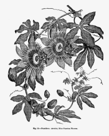 Passion Flower Botanical Print Black And White, HD Png Download, Transparent PNG