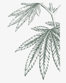 Cannabis Leaf Botanical Illustration, HD Png Download, Transparent PNG