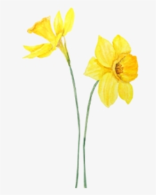 Daffodil Watercolor, HD Png Download, Transparent PNG